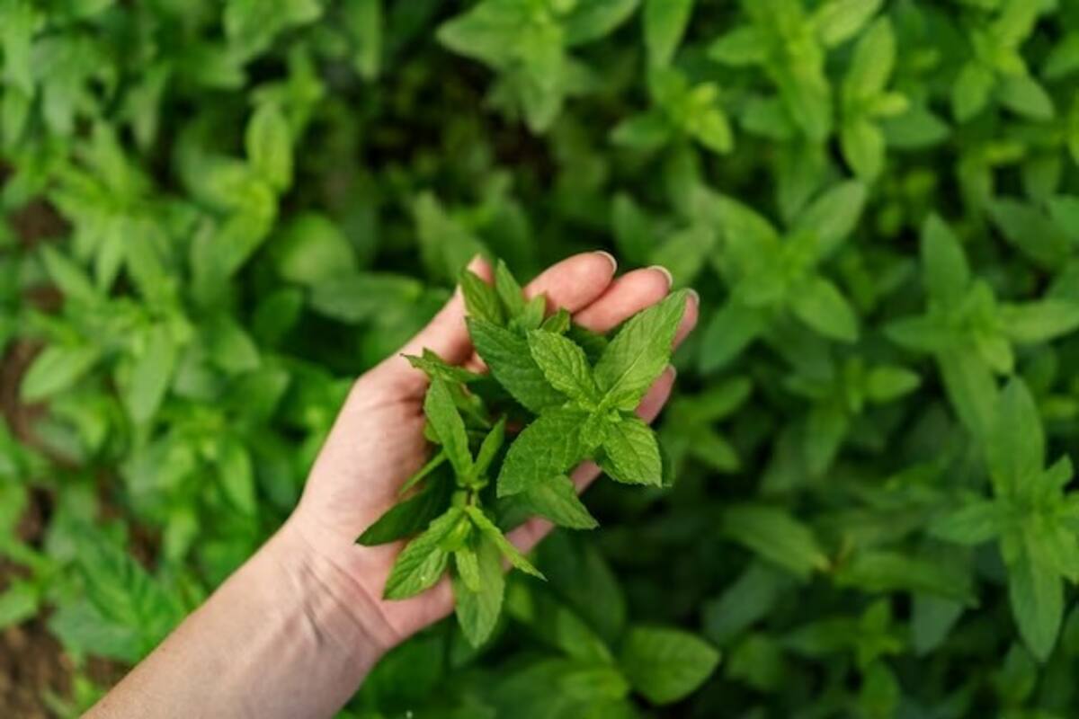 High Cholesterol Control 6 Ways Tulsi Leaves Can Help Control LDL