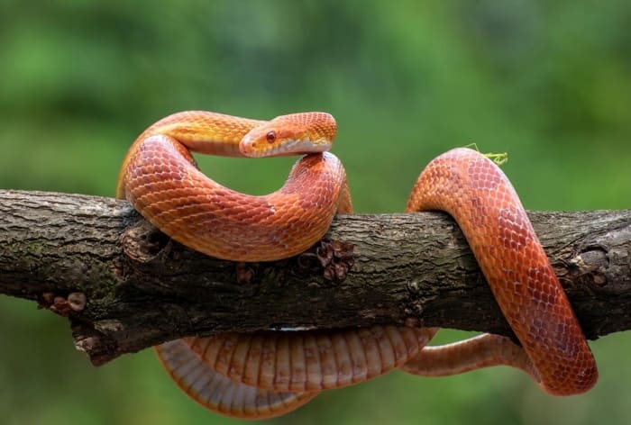 Snakebite Treatment: Scientists Develope Human Antibody That May Protect Against Cobras, Black Mambas and More