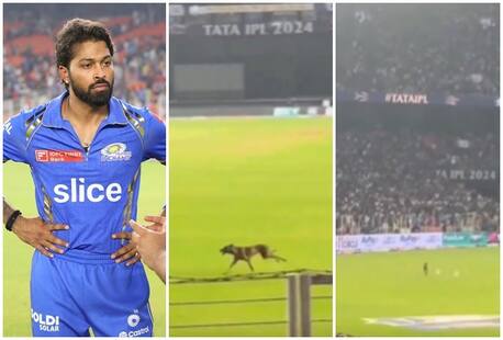 ‘Hardik, Hardik’ Chants Erupt When Dog Enters Stadium During GT vs MI IPL 2024 Game | WATCH