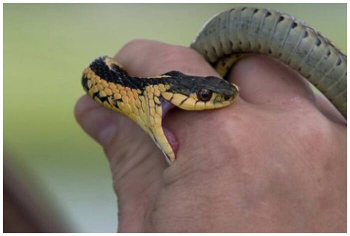 Most cases of snake bites occur in India, now treatment will be available through National Helpline 15400.