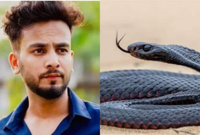 What is Snake Venom? Know Health Risks of Using This Recreational Drug in Elvish Yadav Case