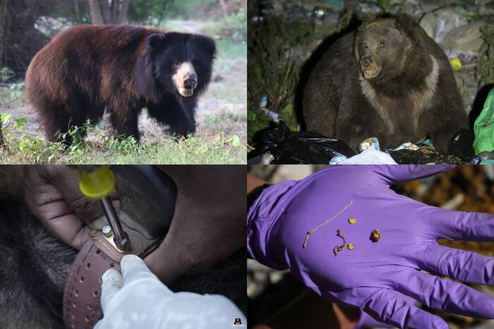 World Bear Day: Spearheading Bear Conservation Efforts In India