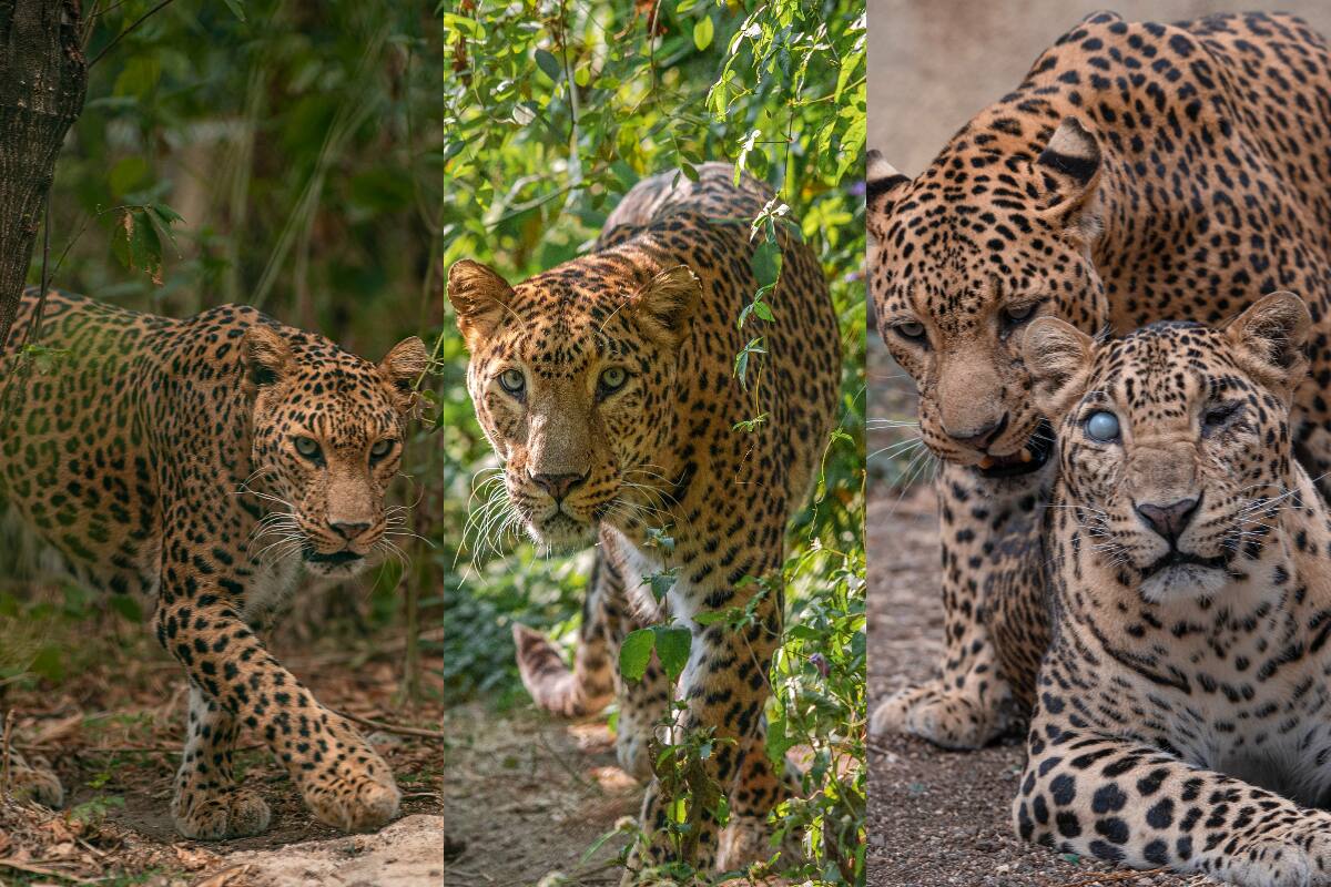 A Day At The Manikdoh Leopard Rescue Centre! - Wildlife SOS
