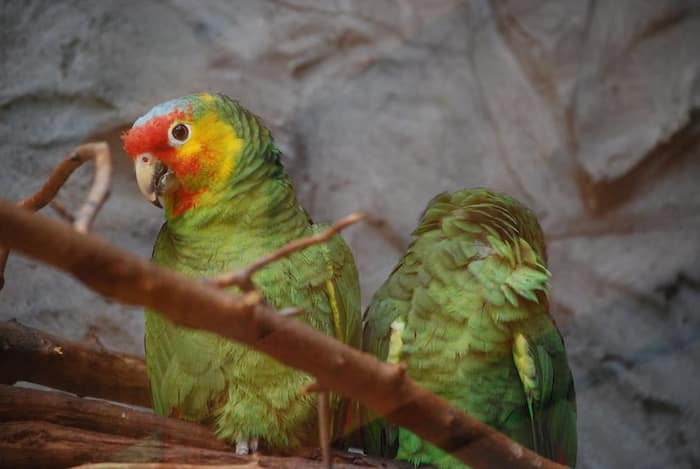 What is Parrot Fever? Know Causes, Symptoms And Treatment of The Deadly Disease Emerging in Europe