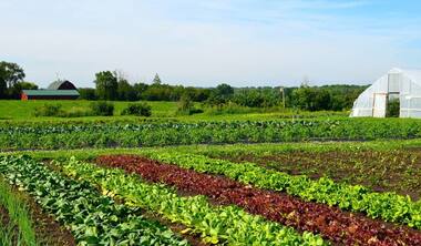 Chhattisgarhi Cuisine: 6 Delicious Types of Bhaji to Try