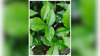 सुबह खाली पेट चबाएं बेलपत्र और फिर देखें कमाल, चौंका देंगे फायदे