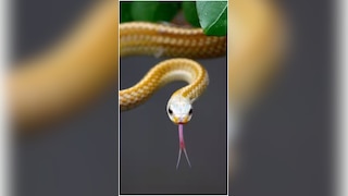 सांपों का दुश्मन है ये देश, सरकार खुद करती है सफाया