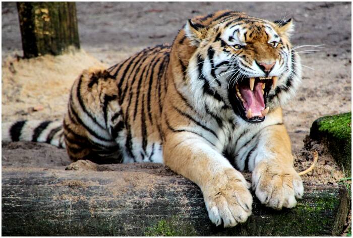 Tigers Turn Sadhus: Fast On Saturdays At This Zoo, But Why?