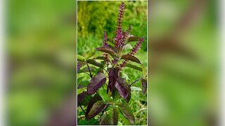 तुलसी के 5 पत्ते सोते समय तकिए के नीचे रखें, फिर देखें कमाल