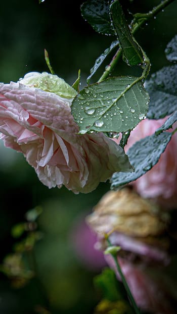 Chennai Weather Update Today: IMD Predicts Heavy Rains Till April 15 - Details Inside