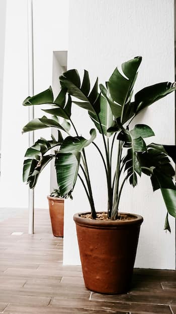 7 Vastu-Approved Plants to Attract Prosperity and Happiness