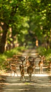 8 Enchanting Forests In India You Must Visit