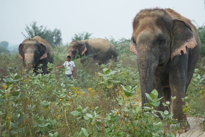 Elephants, Biodiversity, World Biodiversity Day, Wildlife SOS, Mathura, Uttar Pradesh. Wildlife