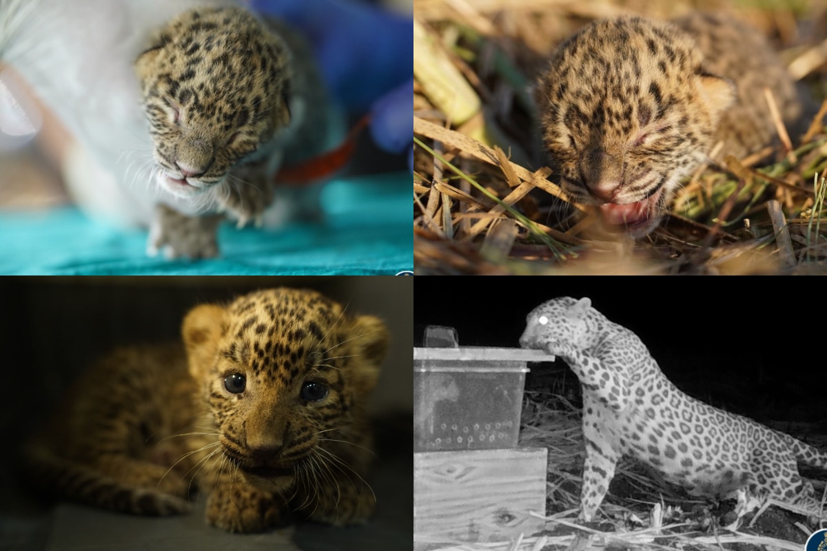 Wildlife SOS And Maharashtra Forest Department Mark Reunion Of 110 Leopard Cubs With Moms