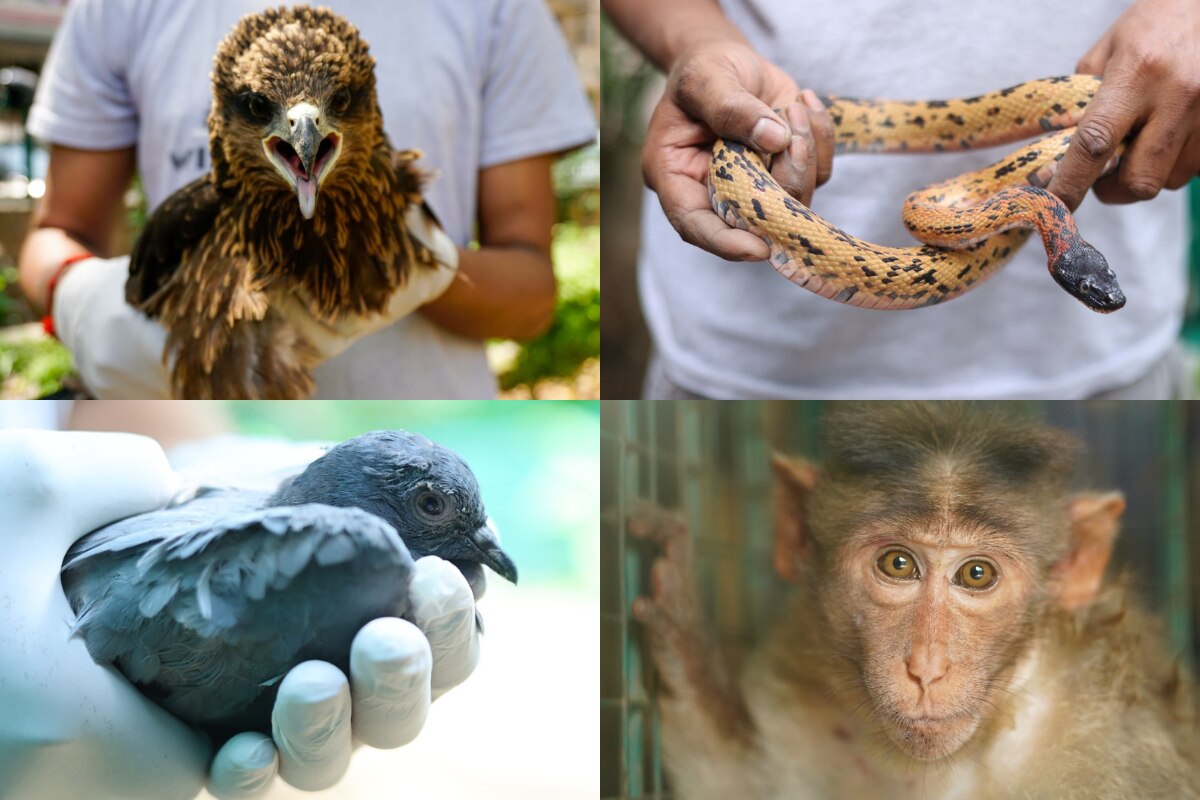 Wildlife SOS Intensifies Rescue Efforts As Severe Heatwave In Delhi Endangers Urban Wildlife - Vimarsana News