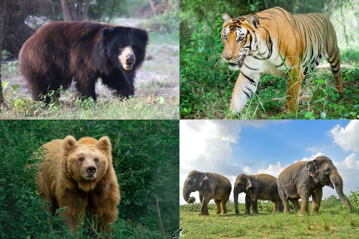 World Endangered Species Day, Wildlife SOS, Endangered Species, Wildlife, elephants, tigers, crocodiles, sloth bears, pangolins, star tortoises, hoolock gibbons, one-horned rhinoceros, animal, forest