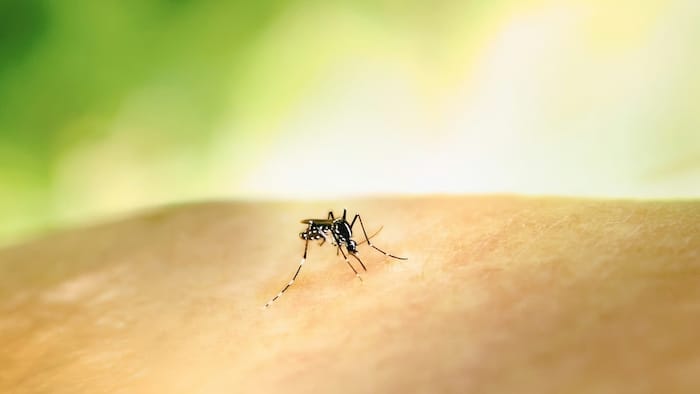 What is West Nile Fever? All About The Deadly Zoonotic Disease Freshly Reported in Kerala