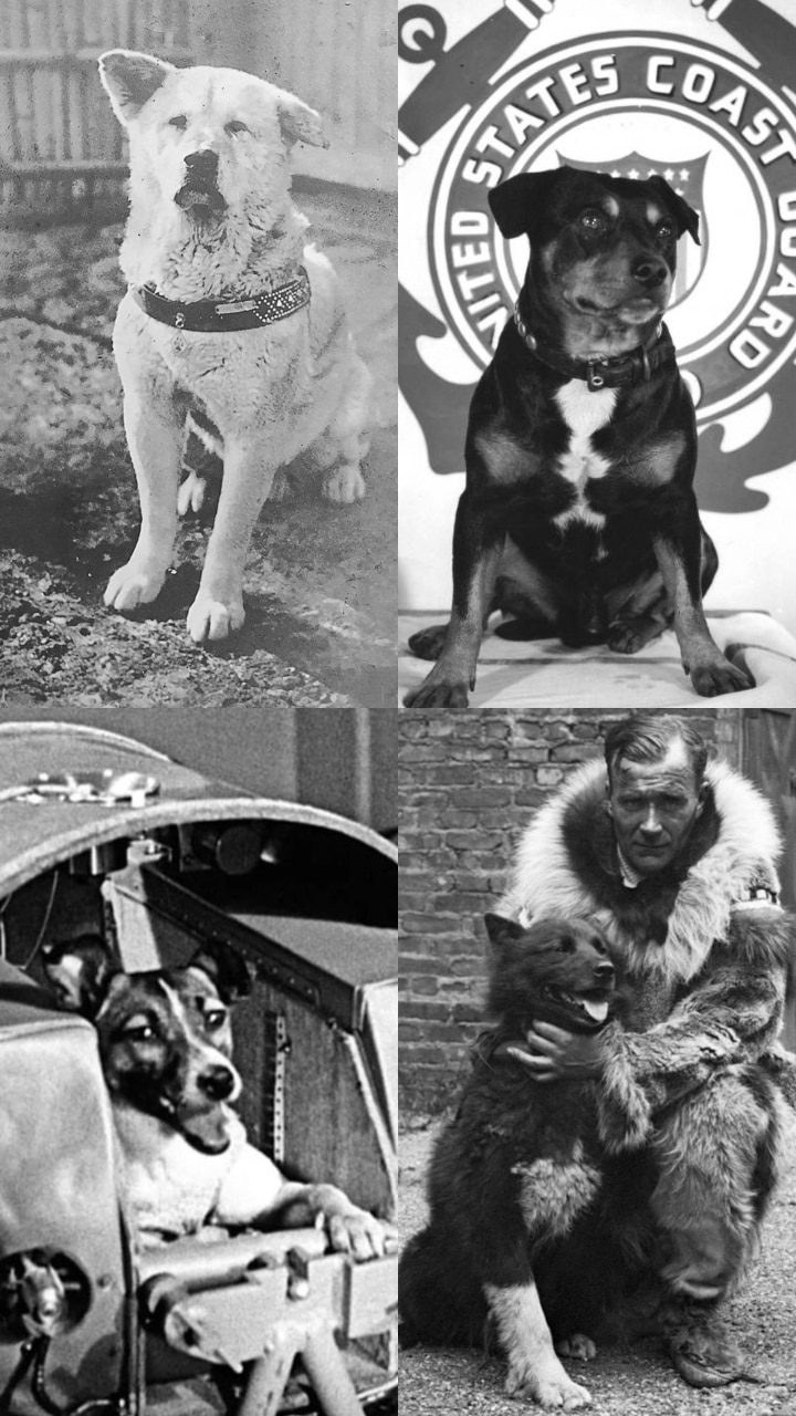 9 Most Loyal And Bravest Dogs In History