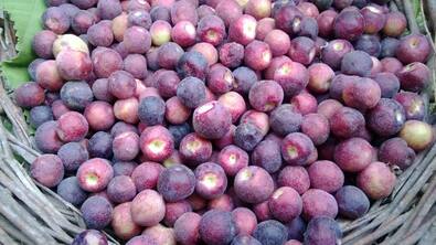Why You Should Eat Falsa in Summers