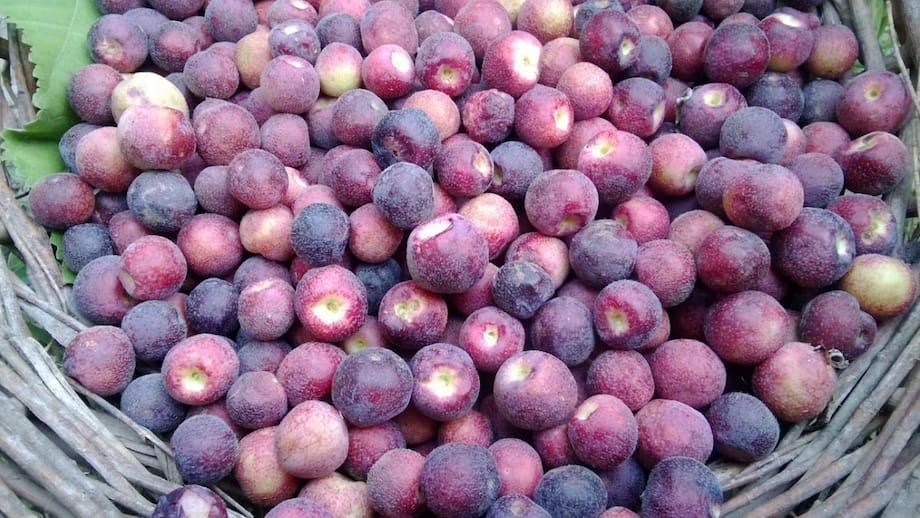 Why You Should Eat Falsa in Summers