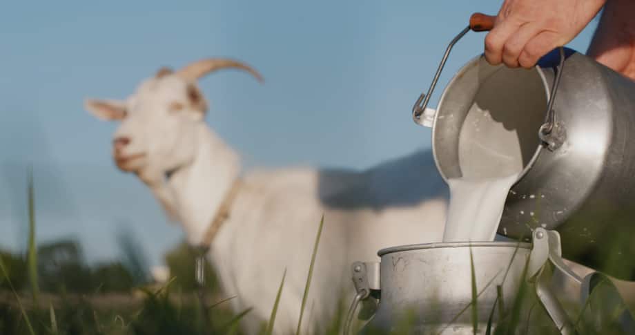 The Amazing Benefits of Goat Milk