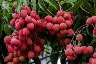 Benefits Of Eating  Eat Lychee in Summers