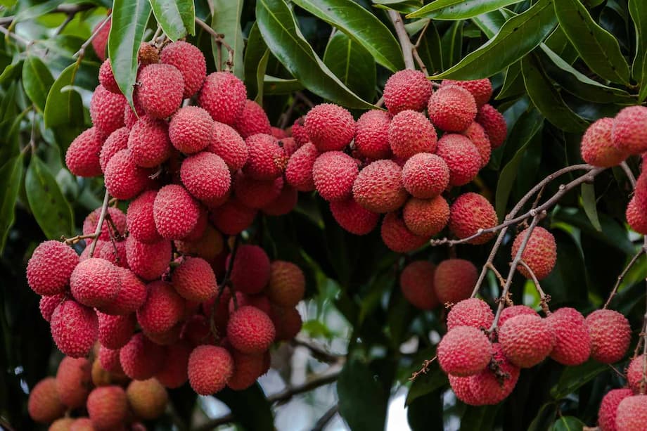 Benefits Of Eating  Eat Lychee in Summers