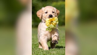 Top 10 Wild Animals Surprisingly Kept as Common Pets