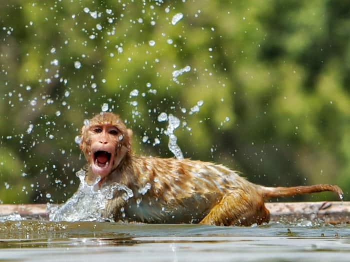 Heatwave Mayhem: 32 Wild Monkeys Drown While Quenching Thirst In ...