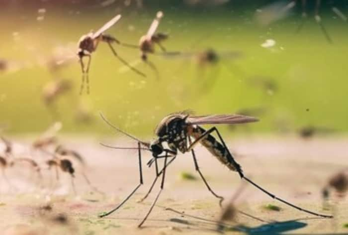 Dengue Cases Spike in Bengaluru: How Temperature Affects Rise in Mosquito-Borne Infection? Here is What We Know