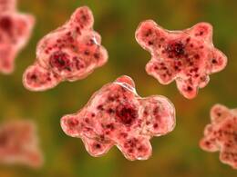 Brain-Eating Amoeba: 12-Yr-Old Kozhikode Boy Found Positive, 3rd Case In Kerala