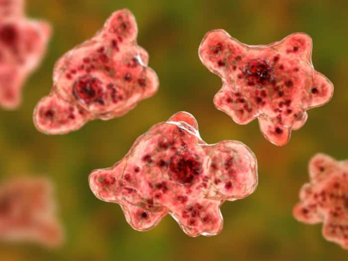 'Brain-Eating Amoeba': 12-Yr-Old Kozhikode Boy Found Positive, 3rd Case In Kerala