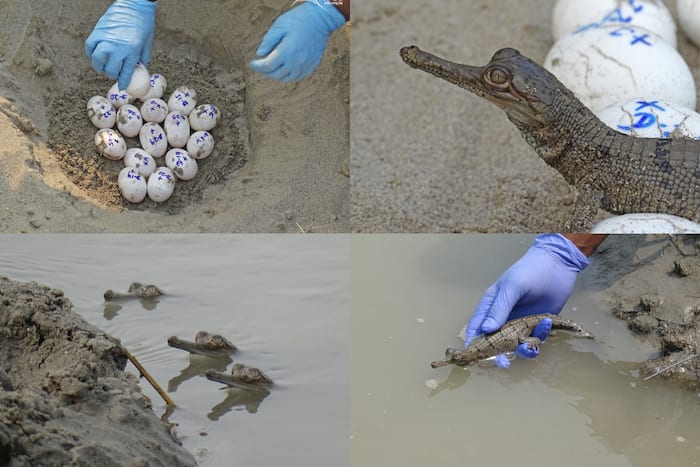 Gharials, Gandak River, World Crocodile Day, Wildlife Trust of India, WTI, forest department, Bihar, Uttar Pradesh, Los Angeles Zoo, California