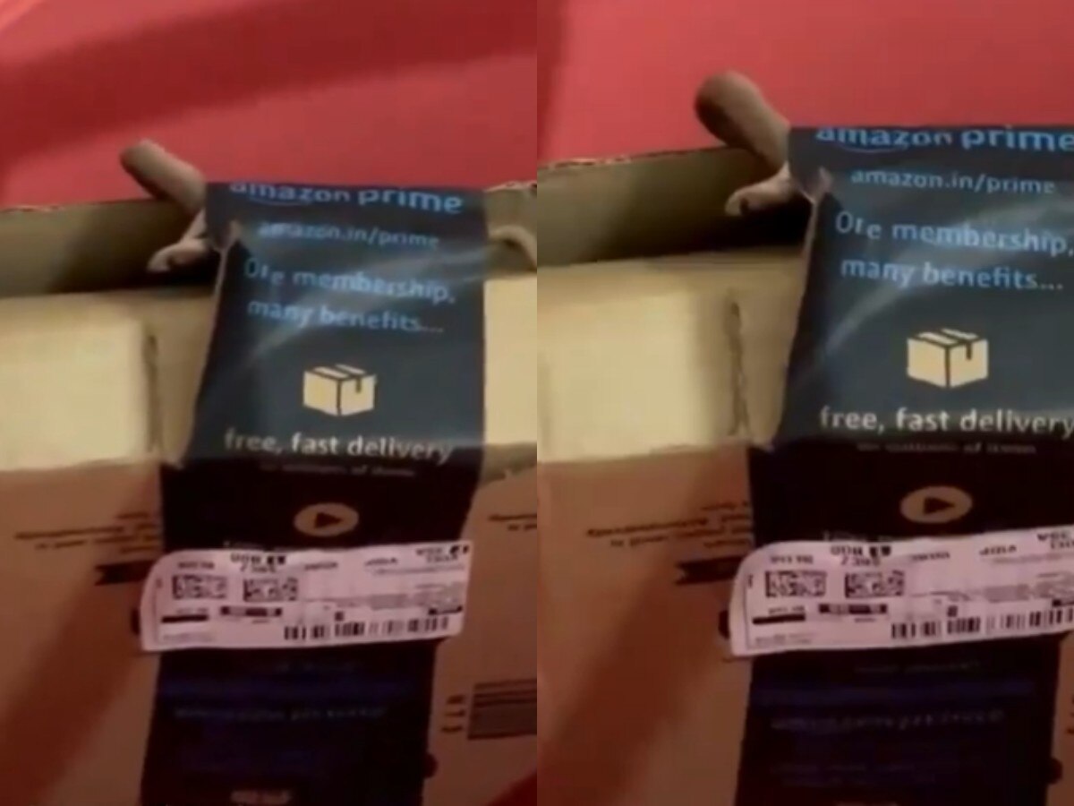 Amazon से ऑर्डर किया सामान मगर भेज दिया जिंदा कोबरा, हिल गया कपल ...