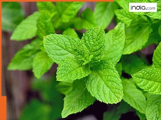 नसों में जमा Bad Cholesterol को खींच बाहर करेंगी ये 3 हरी पत्तियां, कई बीमारियों से मिलेगा छुटकारा