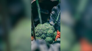 Reduce Breast Cancer Risk With These Natural Foods