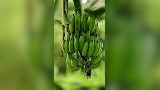 Foods That Should Be Avoided After Eating Bananas