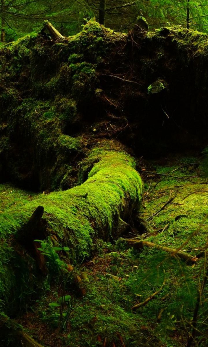 Top 9 Oldest Forests In The World