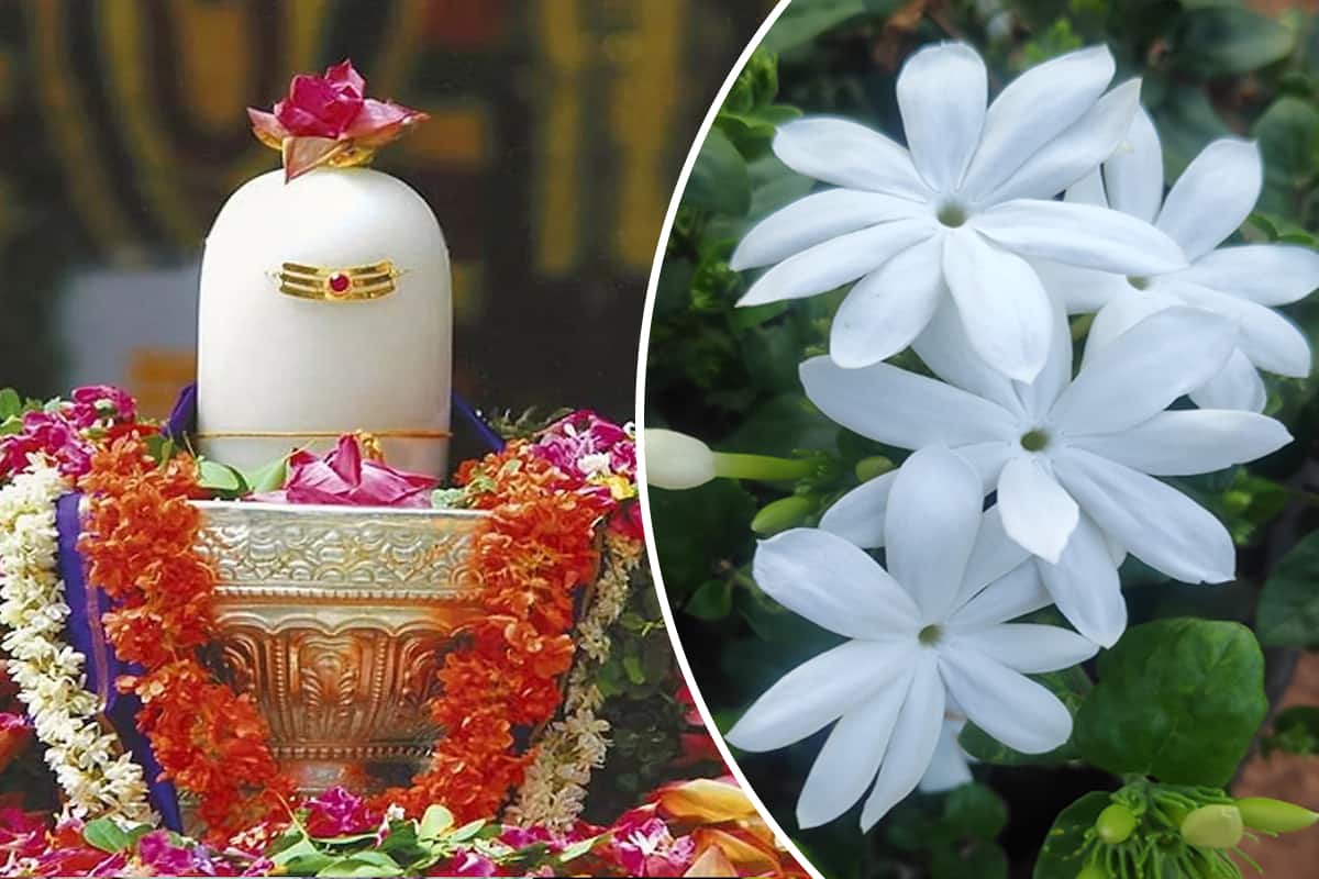 आधी रात में खिलता है शिवजी का ये पसंदीदा फूल, चमत्कारी गुण जानकर आप भी घर ले आएंगे पौधा