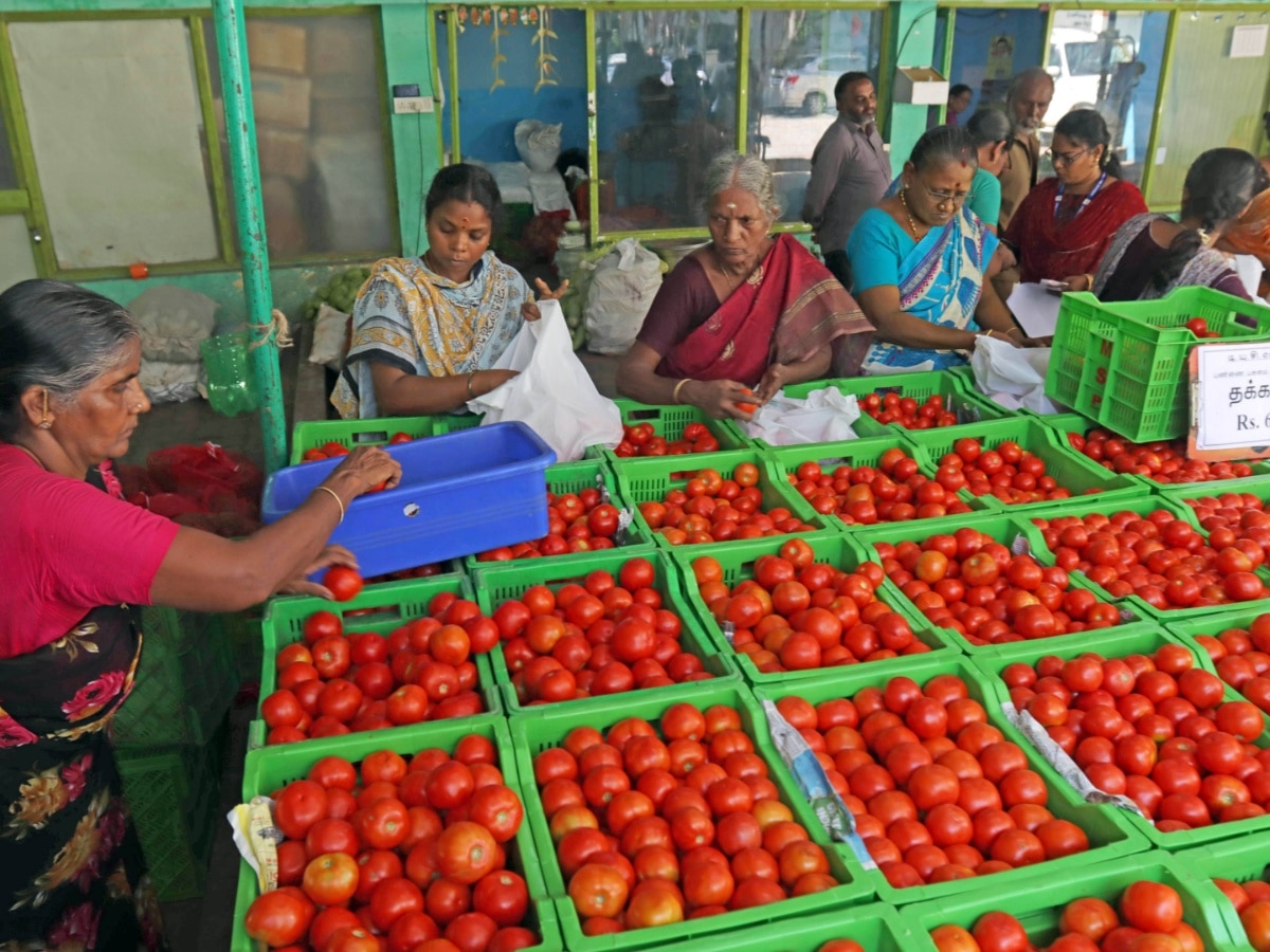 Tomato Prices Likely To Ease In Delhi As Supply Improves From Southern States: Officials