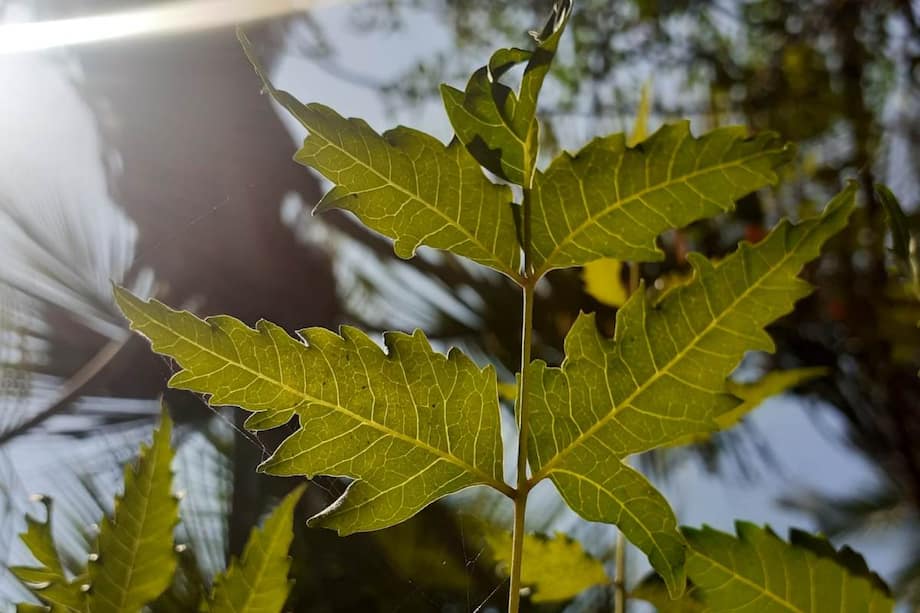 Top 10 Reasons Why Neem Leaves Should Be Part Of Your Diet