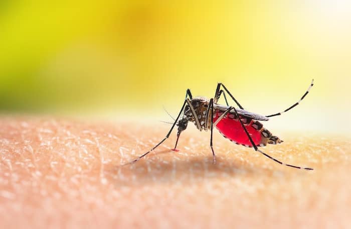 Dengue Fever: How it Can Impact Your Brain And Nervous System? Expert Reveals!