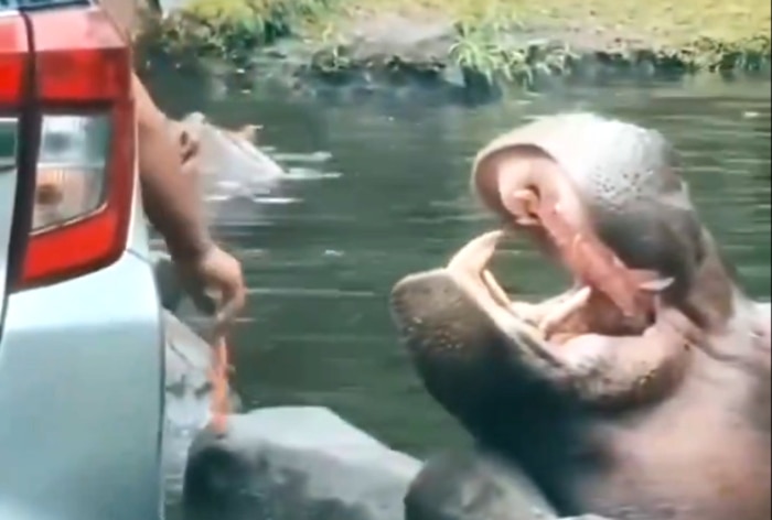 Disheartening! Watch Safari Goer Throws Plastic Bag In Hippo’s Mouth, Viral Video Sparks Outrage On Internet