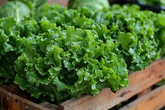 10 Secret Powers Of Lettuce For Your Overall Well-Being