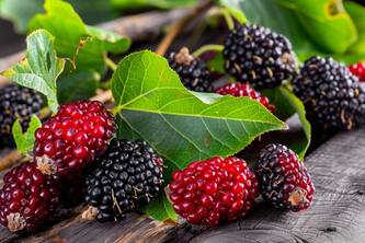 Unveiling 10 Reasons How Mulberries Can Improve Your Health