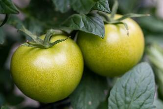 Enhance Heart Health And Immunity With Green Tomatoes