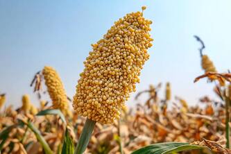 Boost Your Heart Health With Nutrient Rich Jowar Consumption