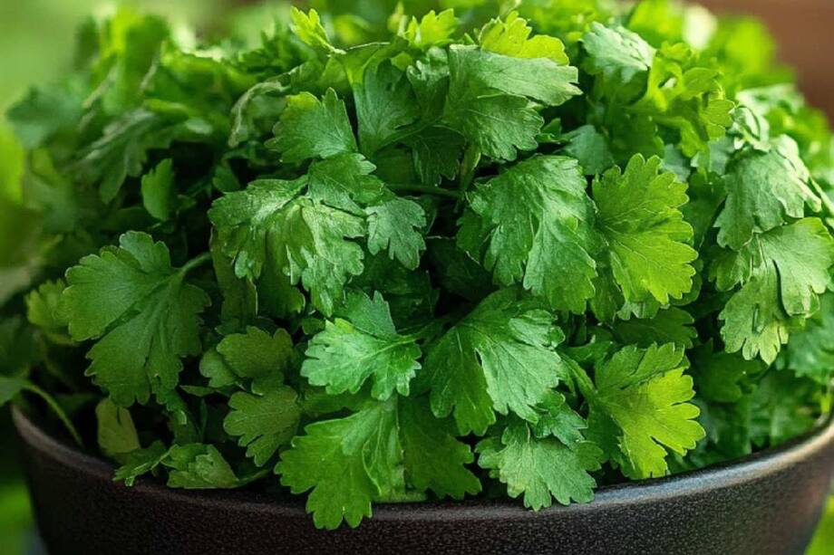 Coriander: The Secret Weapon For Better Health Revealed