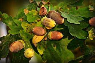 Discover The Surprising Health Benefits Of Acorns Nuts Rich In Nutrients And Antioxidants