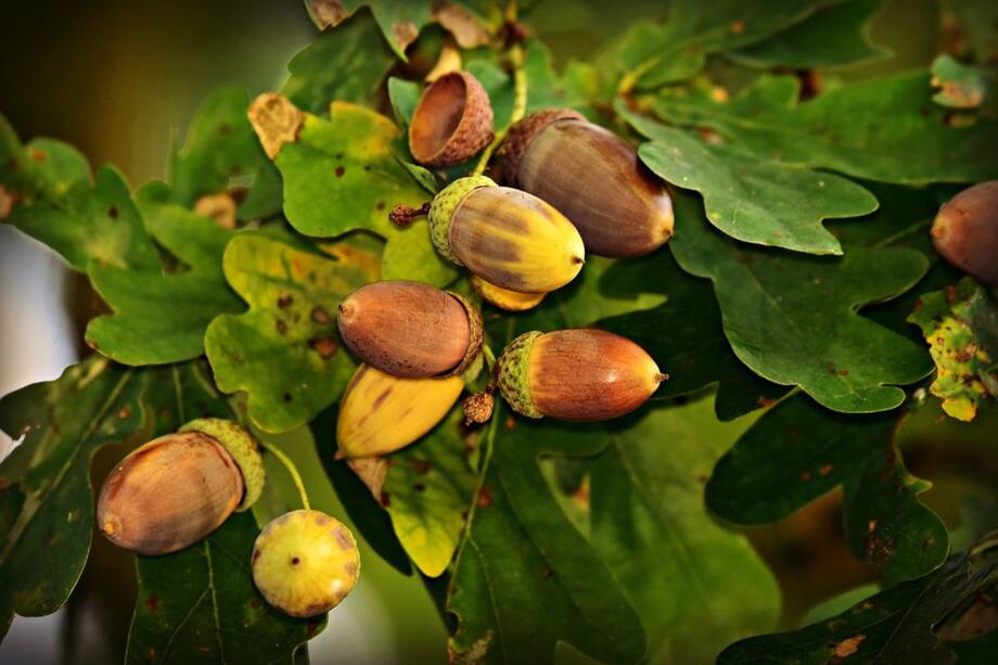 Discover The Surprising Health Benefits Of Acorns Nuts Rich In Nutrients And Antioxidants